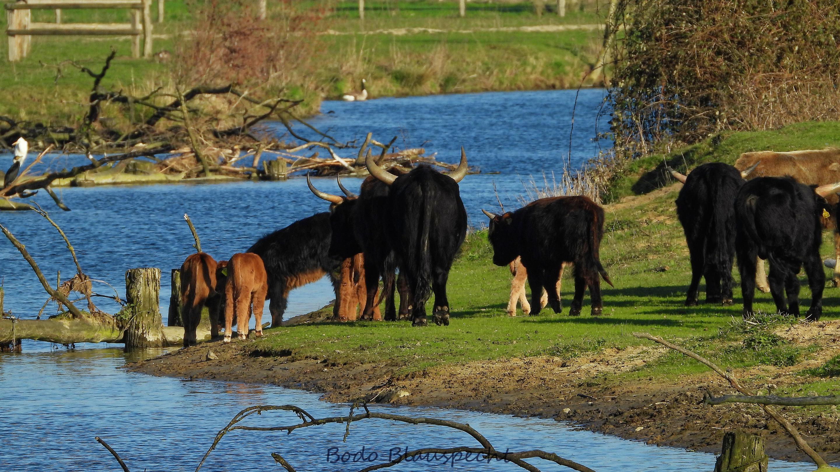 Landschaft   Tiere   Steveraue   2019.04.01 17.01 10 HQ